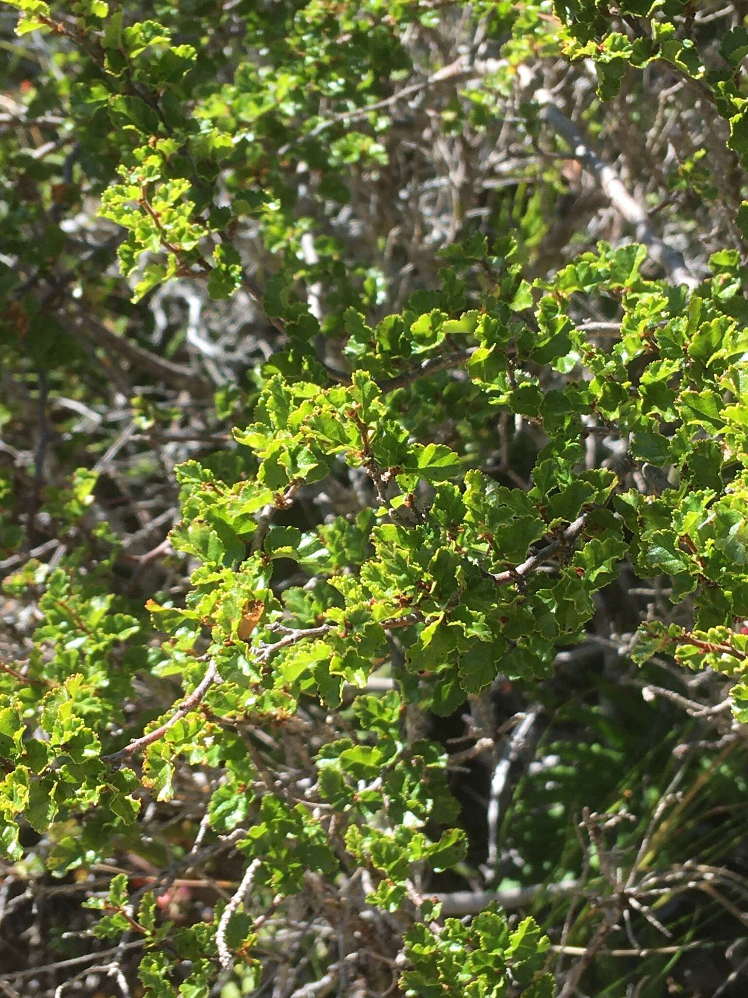 Image of Antarctic Beech