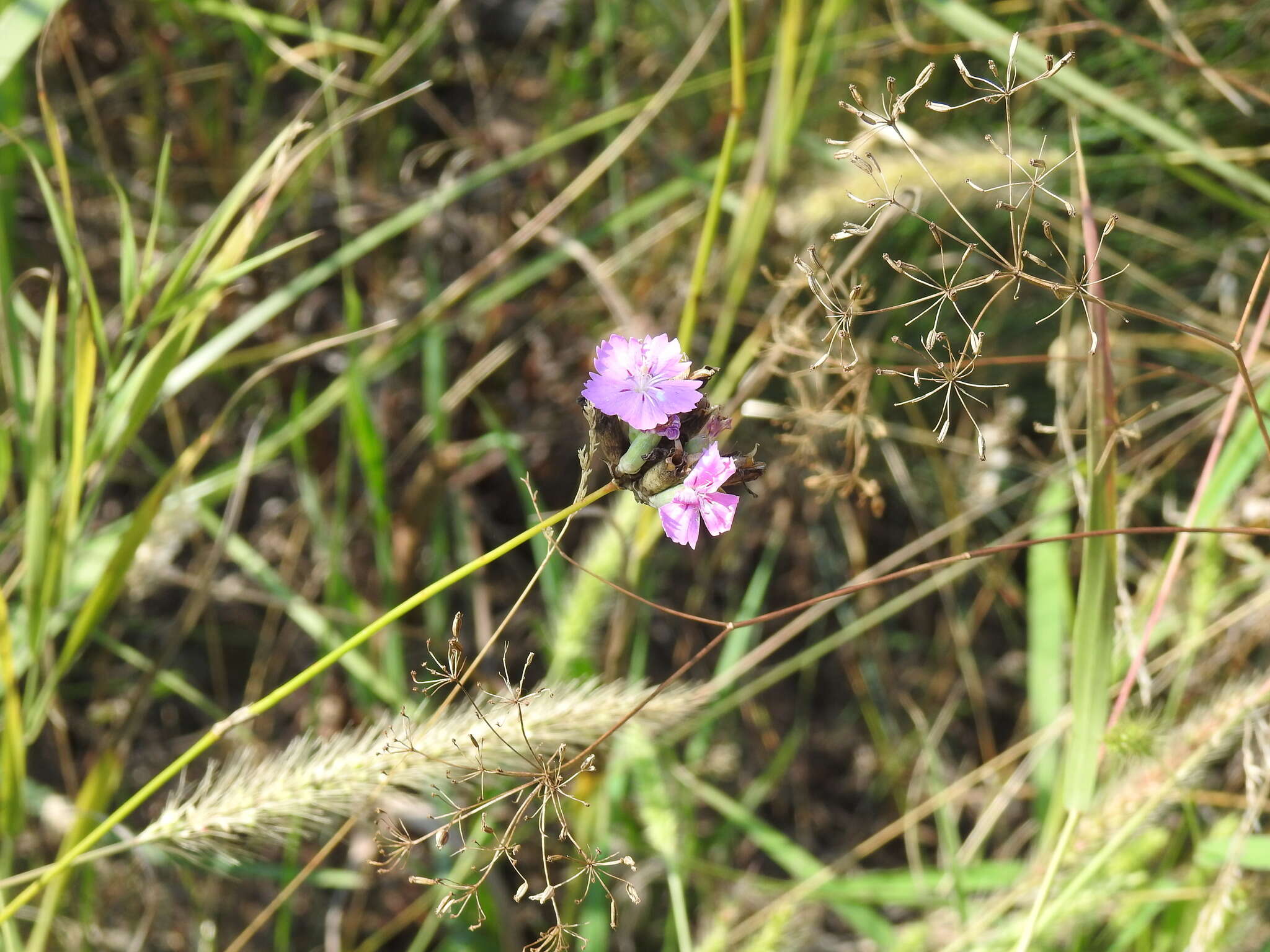 صورة Dianthus polymorphus Bieb.