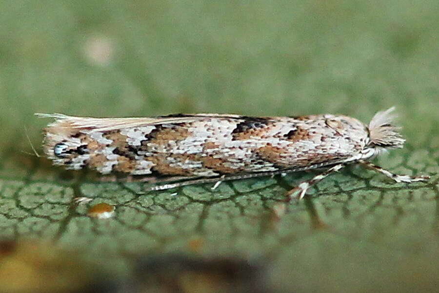 Phyllonorycter sagitella (Bjerkander 1790)的圖片