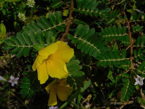 Image of Jamaican feverplant