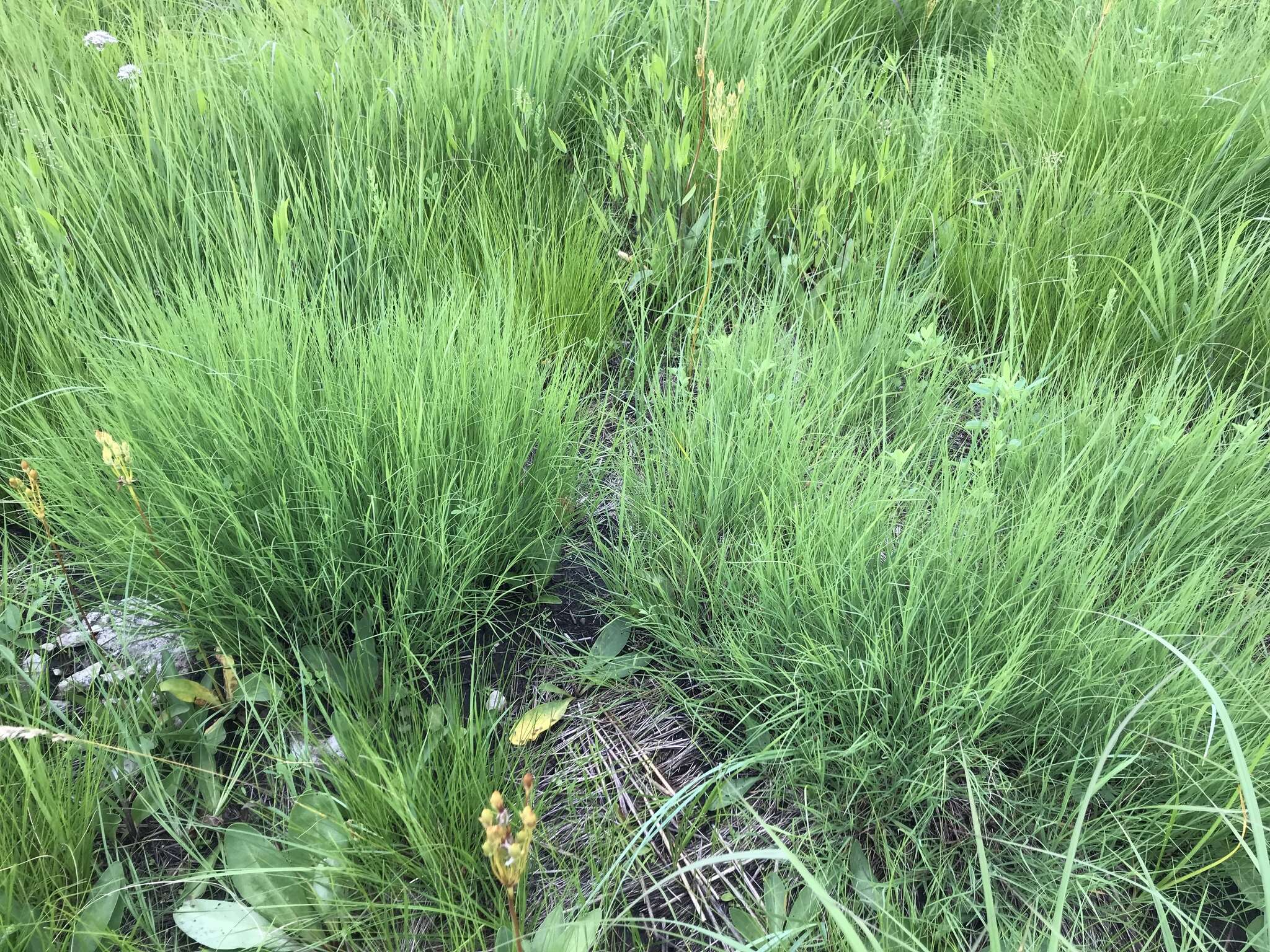 Image of plains muhly