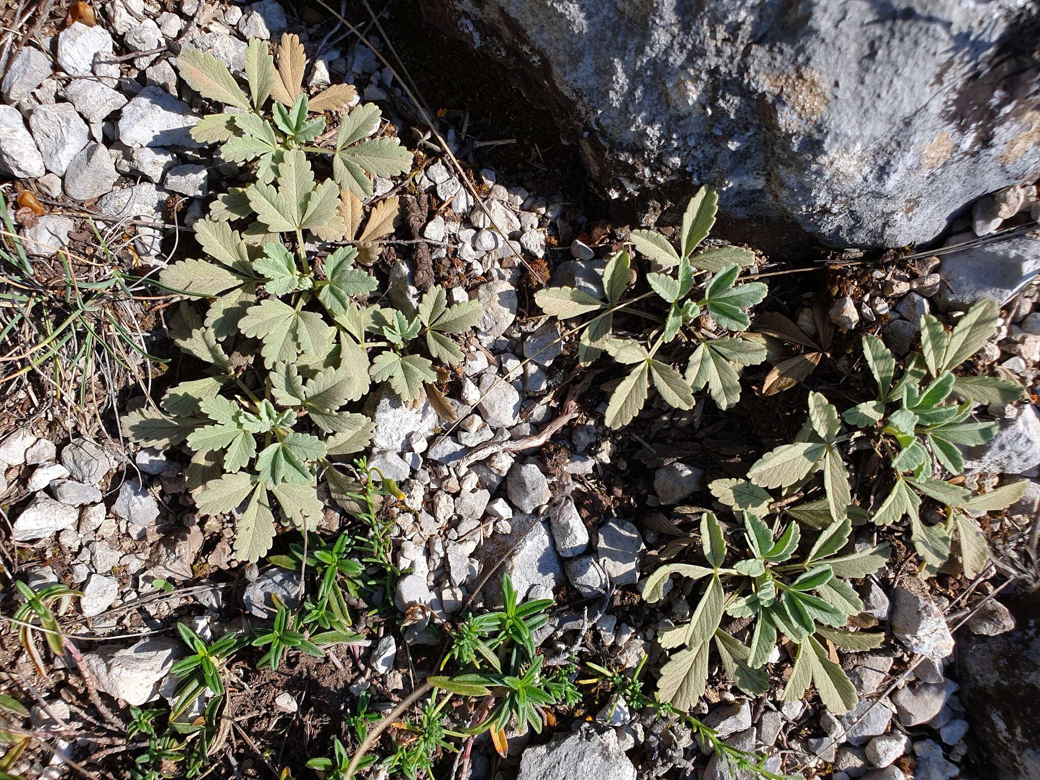 Image of abbotswood potentilla