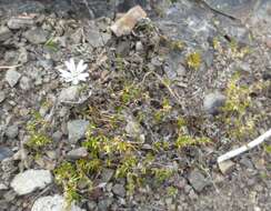 Imagem de Stellaria gracilenta Hook. fil.