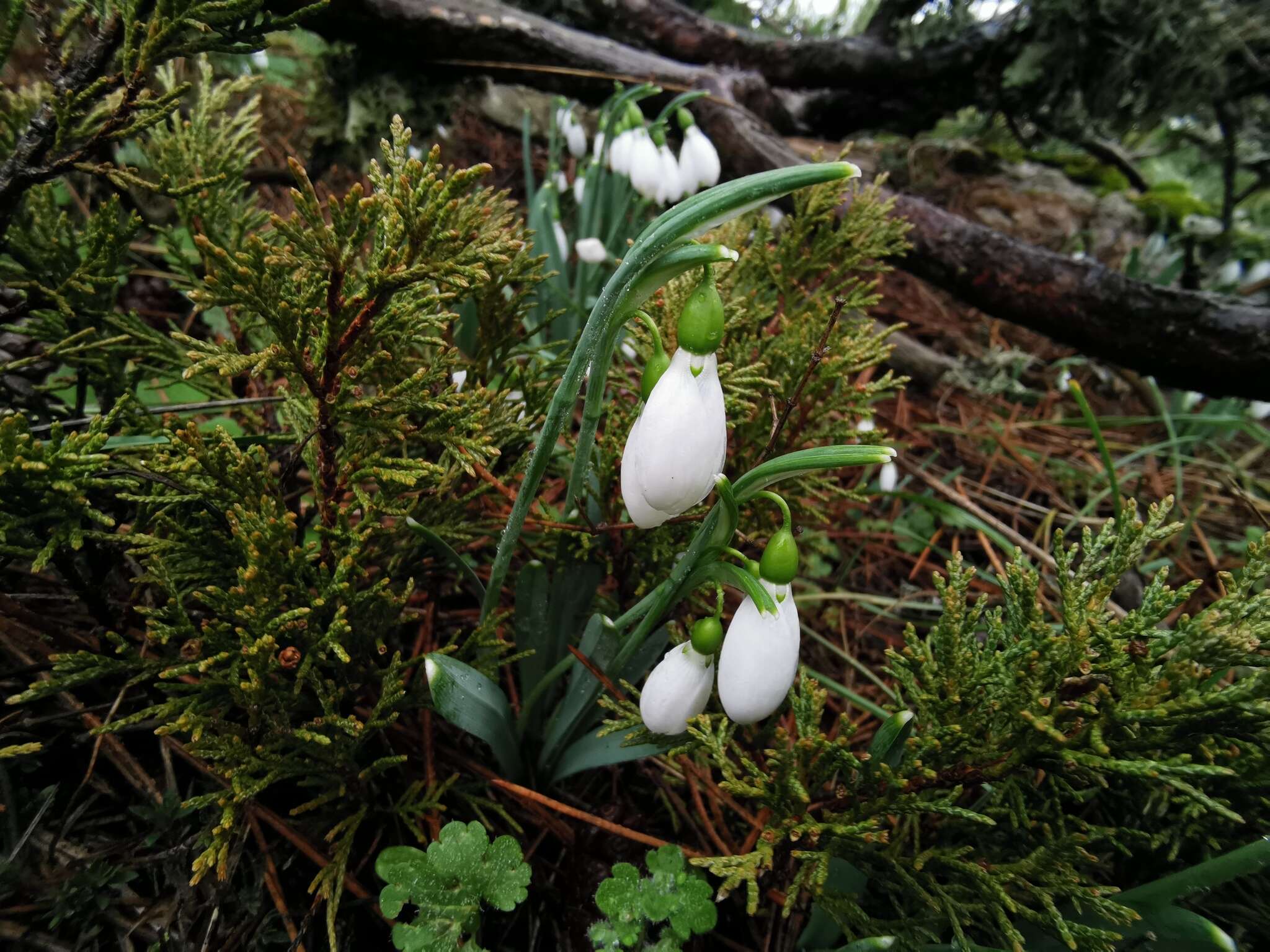 Слика од Galanthus gracilis Celak.