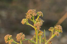 Image of Crambe orientalis L.