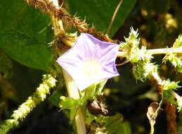 Ipomoea meyeri (Spreng.) G. Don resmi