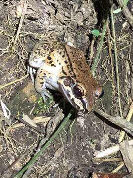 Image of Leptodactylus rhodonotus (Günther 1869)