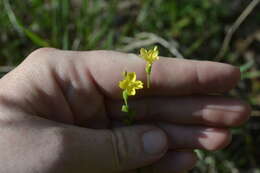 Oenothera linifolia Nutt.的圖片