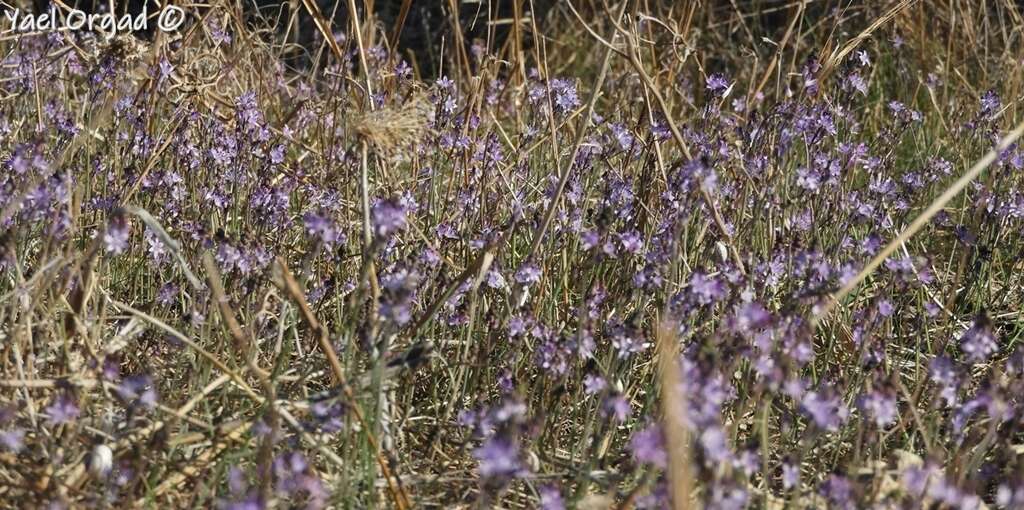 Image of autumn squill