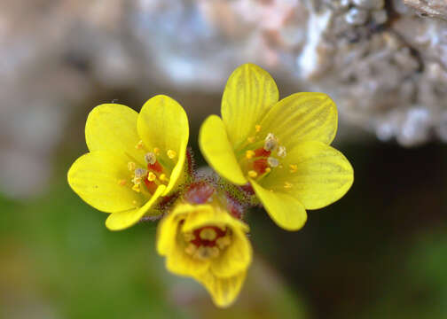 Image of whiplash saxifrage