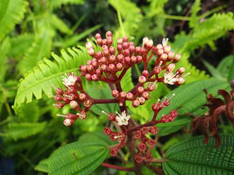 Plancia ëd Miconia pycnoneura Urb.