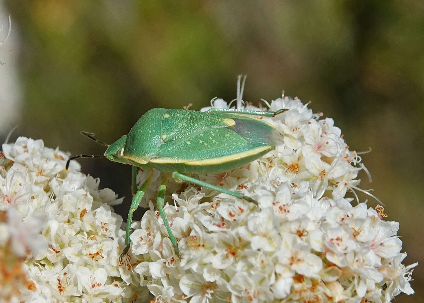 Image of Uhler's Stink Bug