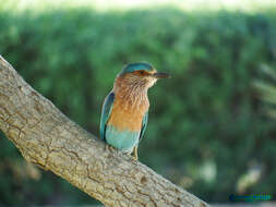 Imagem de Coracias benghalensis (Linnaeus 1758)