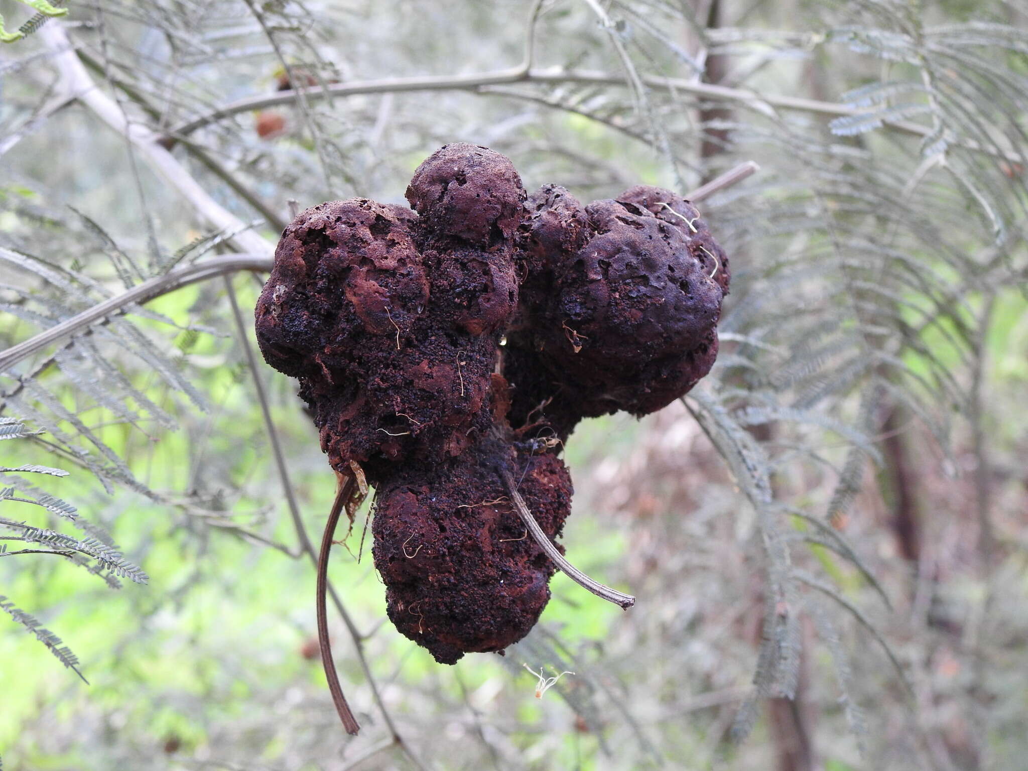 Image of Uromycladium murphyi