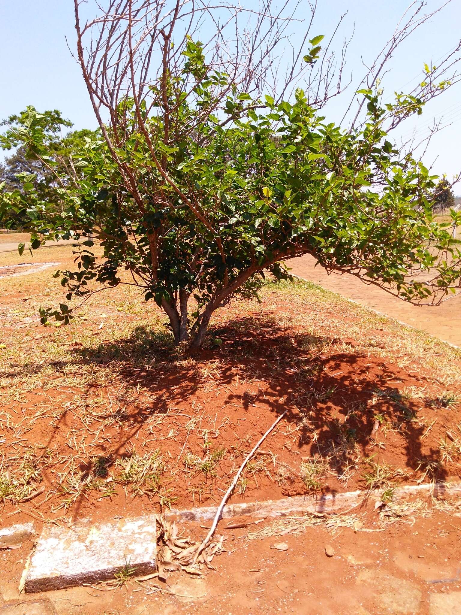 Image of black mulberry