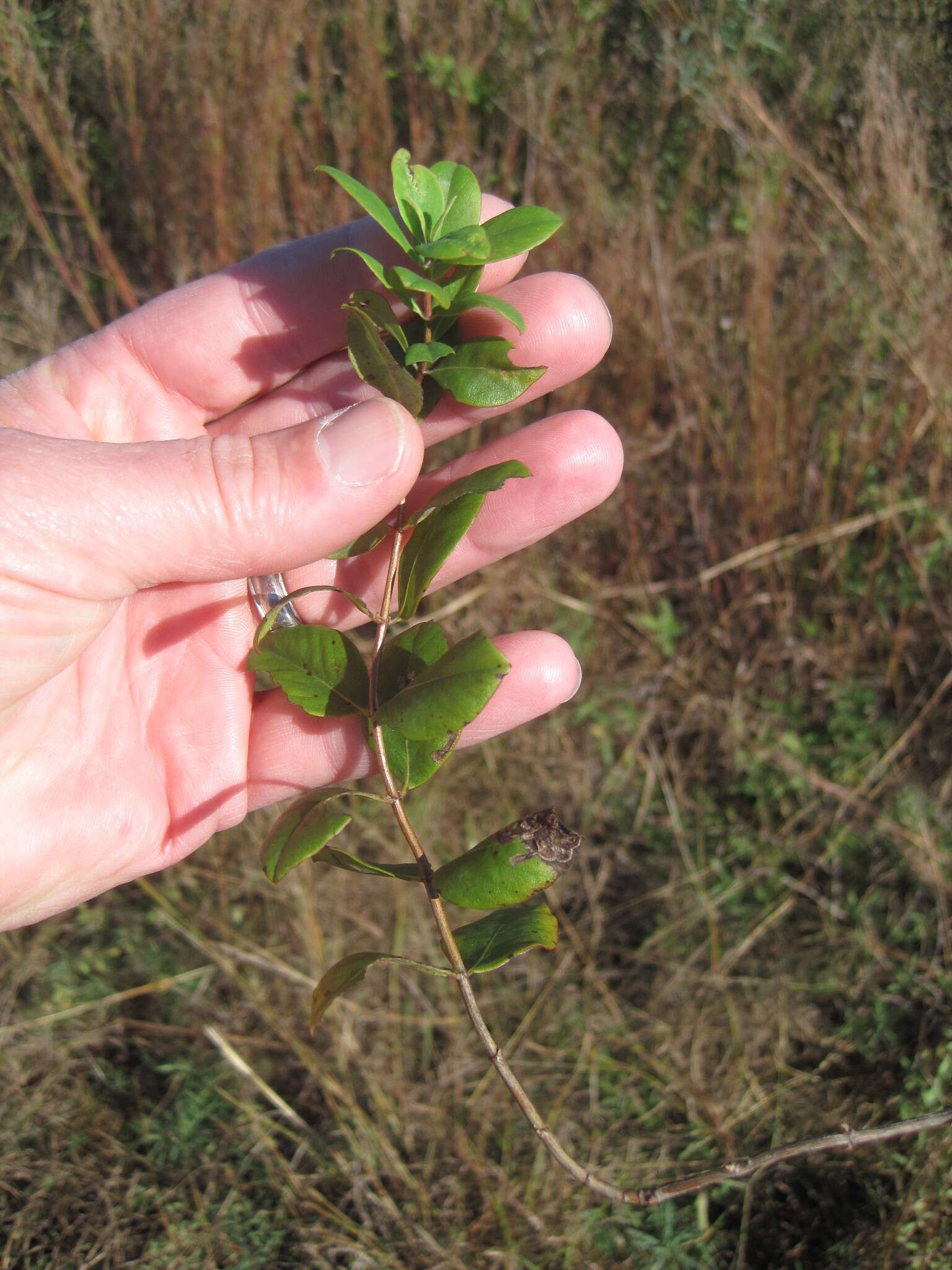 Image of western white honeysuckle