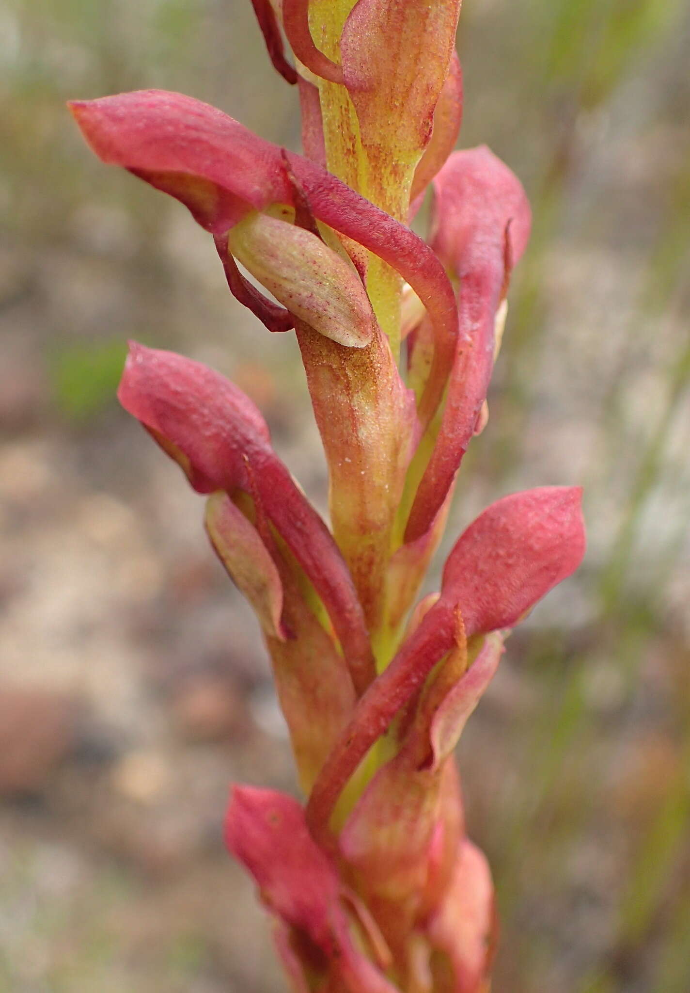 Image of Disa reticulata Bolus