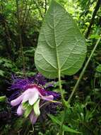 Imagem de Passiflora crassifolia Killip