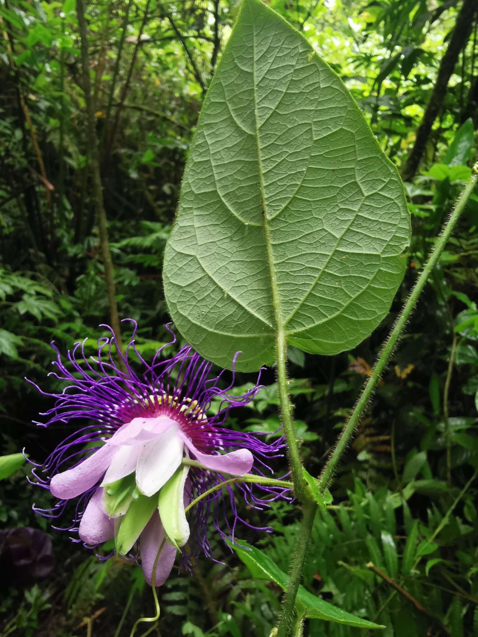 Passiflora crassifolia Killip的圖片