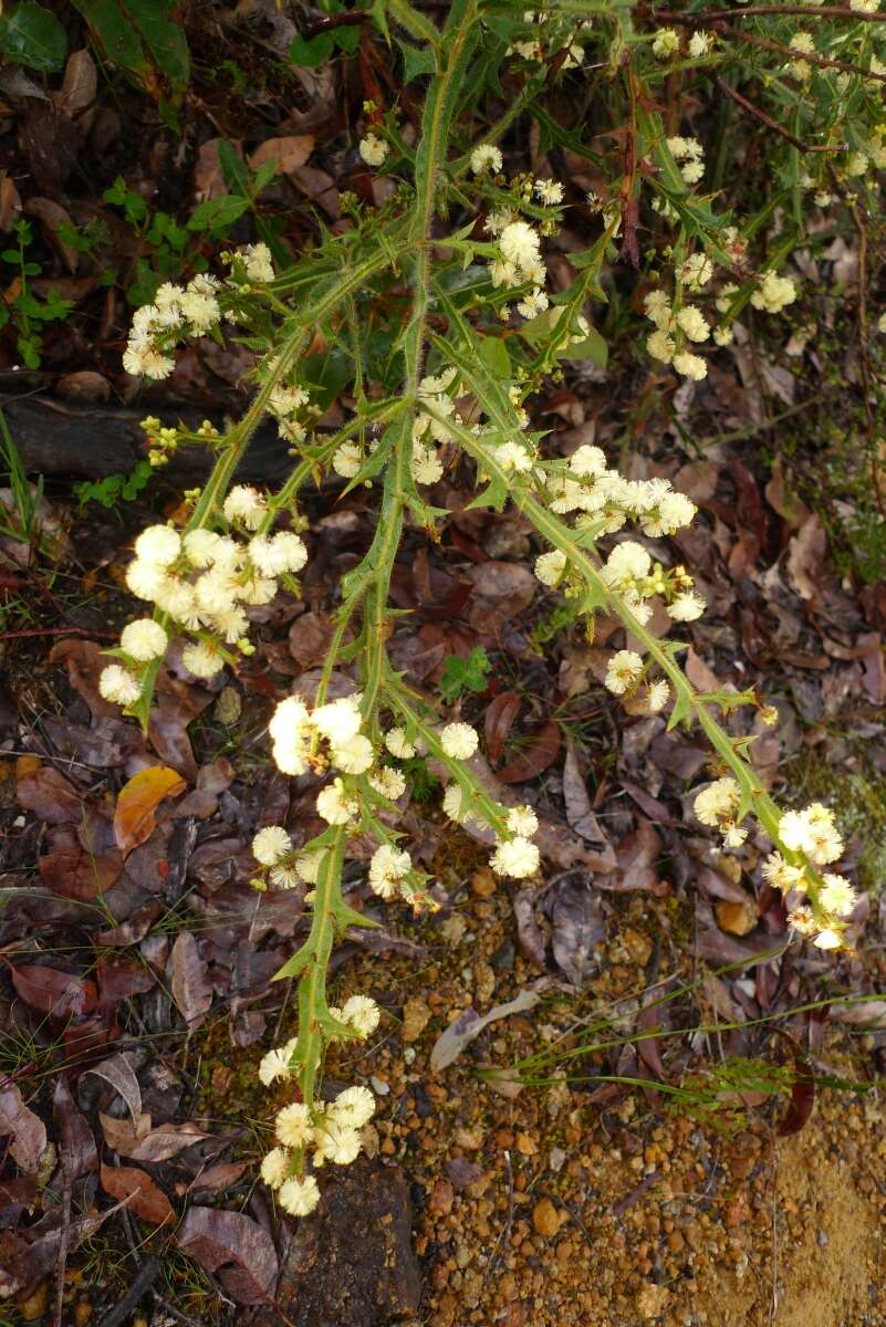 Acacia alata R. Br.的圖片