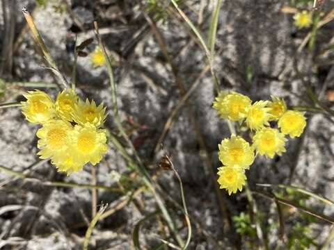 Image of Rhodanthe citrina (Benth.) P. G. Wilson