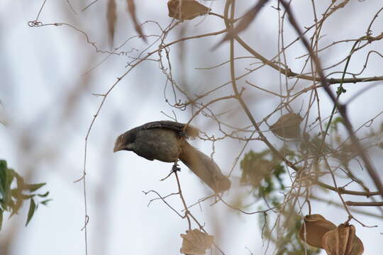 Image of Cinnamon-bellied Saltator