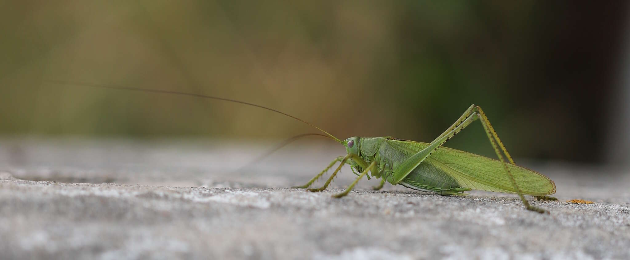 Sivun Tettigonia caudata (Charpentier 1845) kuva