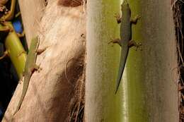 صورة Phelsuma dubia (Boettger 1881)