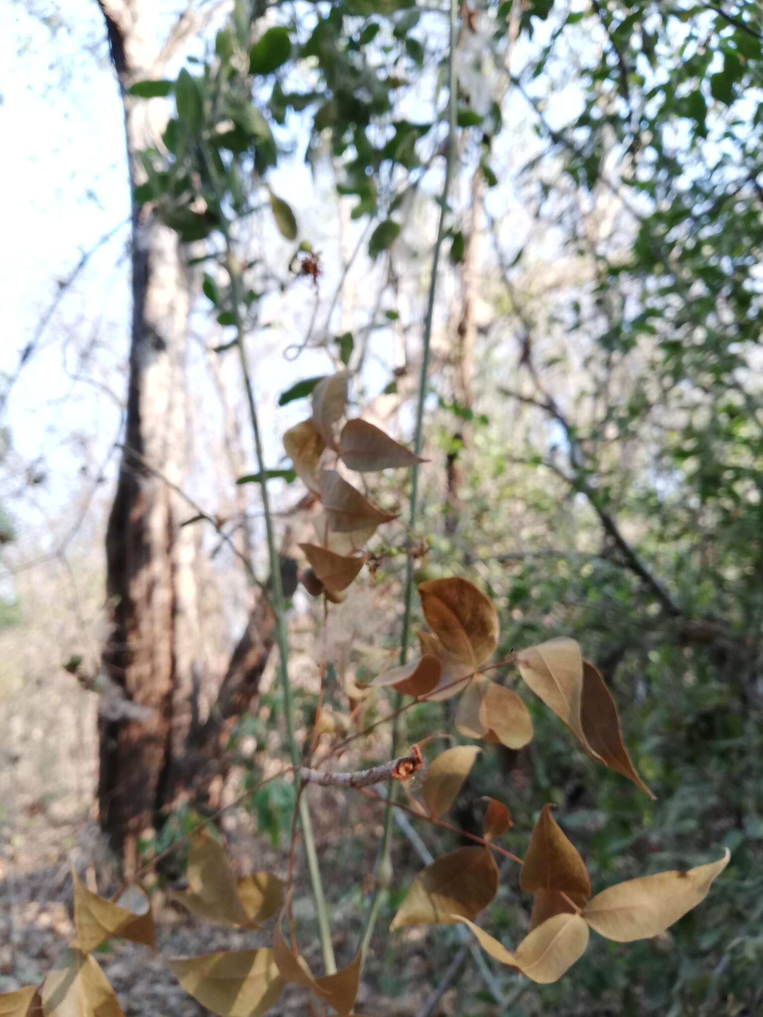 Plancia ëd Ampelocissus acapulcensis (Kunth) Planch.