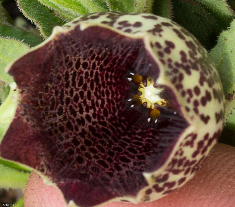 صورة Ceropegia oiantha (Schltr.) Bruyns