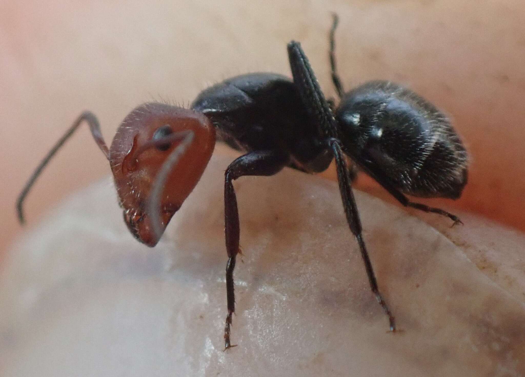 Image of Camponotus lindigi Mayr 1870