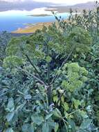 Image of Angelica archangelica subsp. archangelica