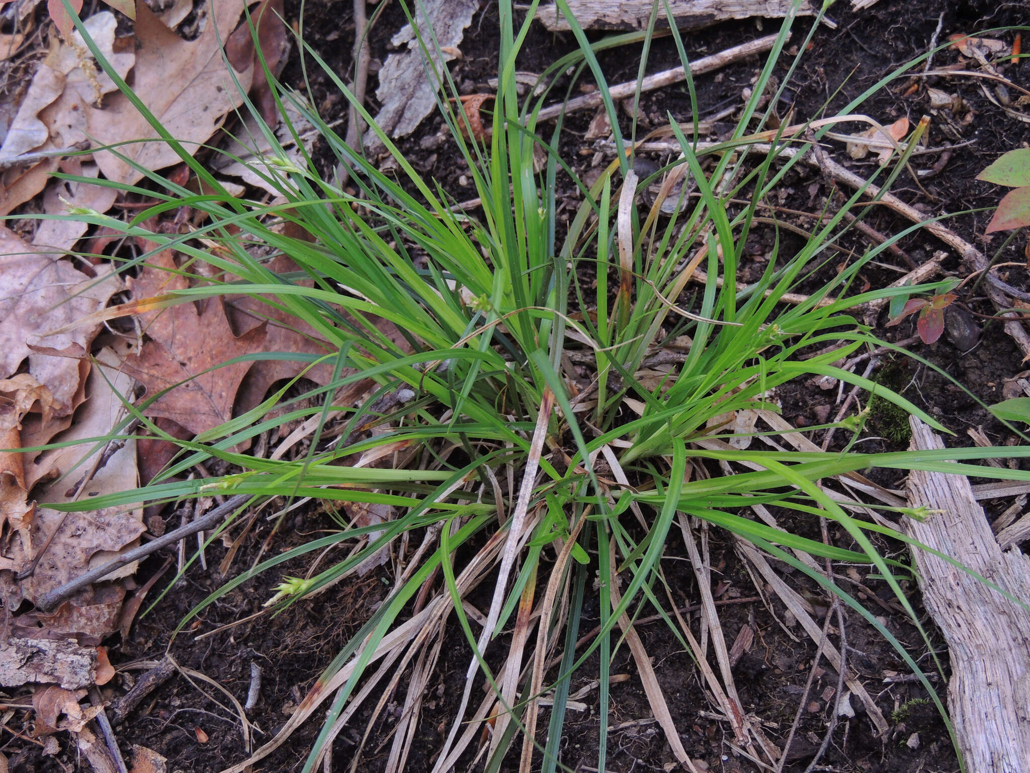 Image of Willdenow's sedge