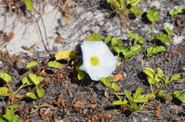 Image of beach morning-glory