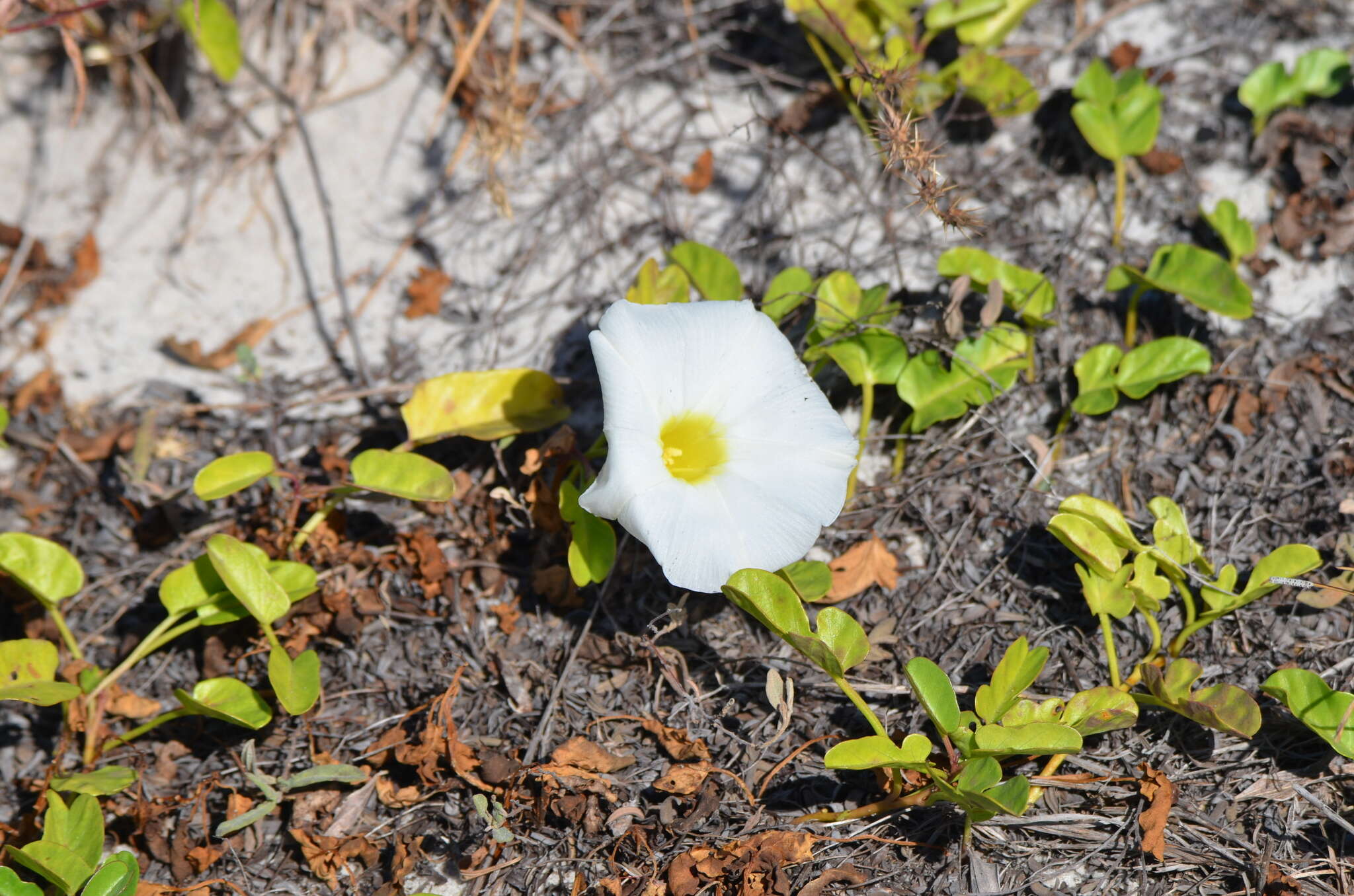 Image of beach morning-glory