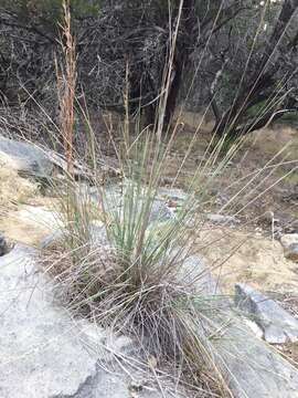 Image of Lindheimer's Muhly