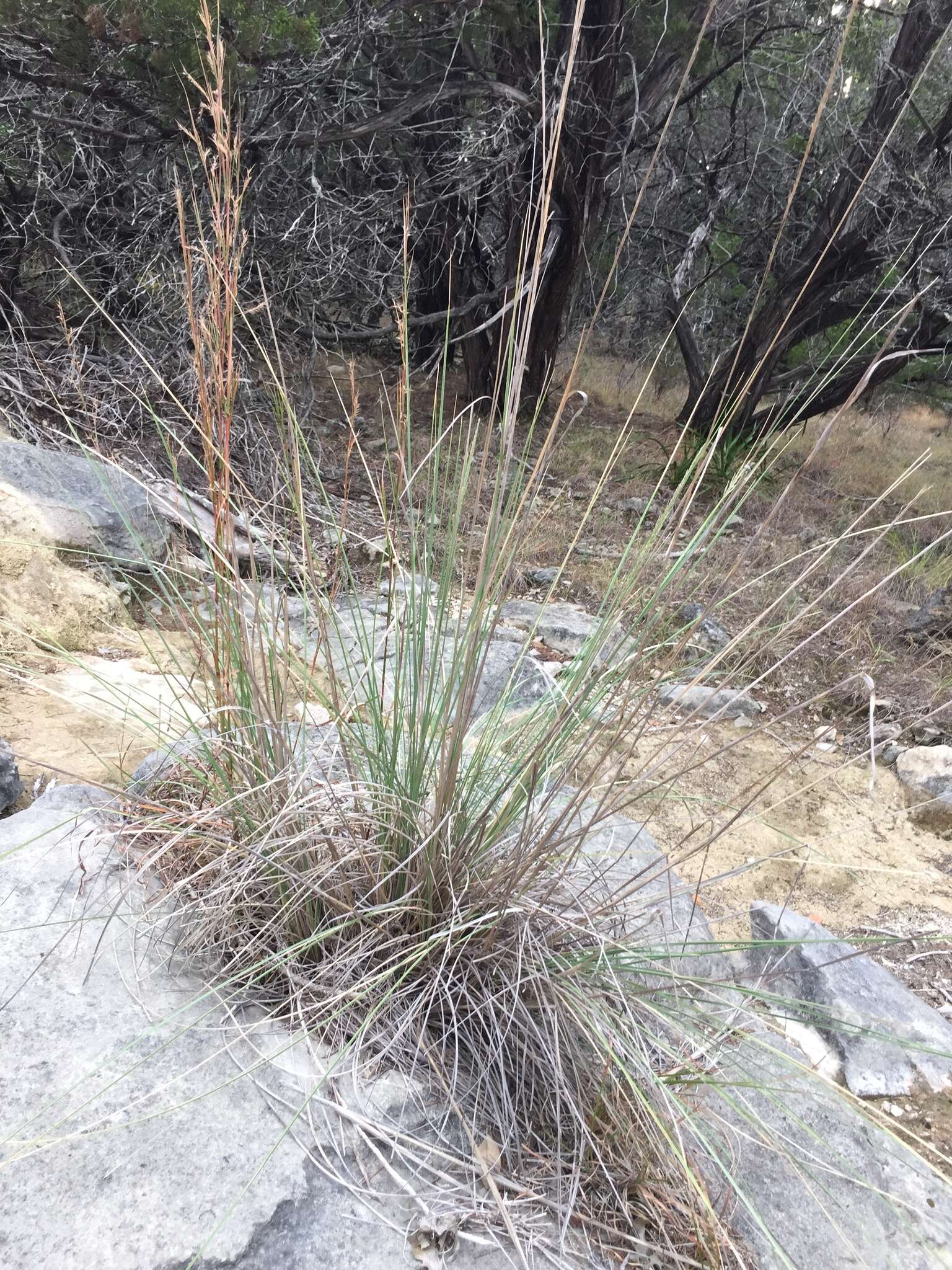 Plancia ëd Muhlenbergia lindheimeri Hitchc.