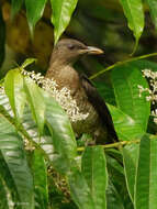 Imagem de Turdus olivaceofuscus Hartlaub 1852