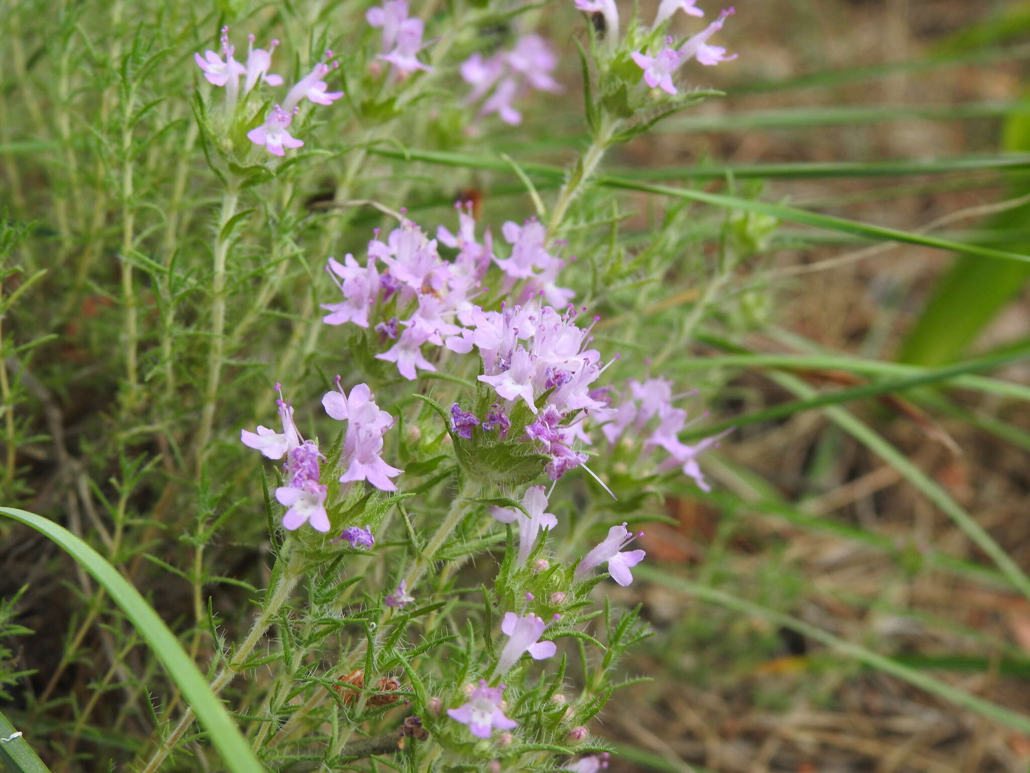 Image of Thymus villosus L.