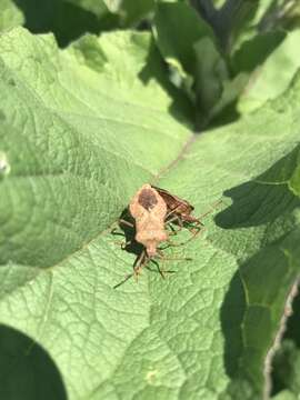 Image of Coreus marginatus marginatus (Linnaeus 1758)