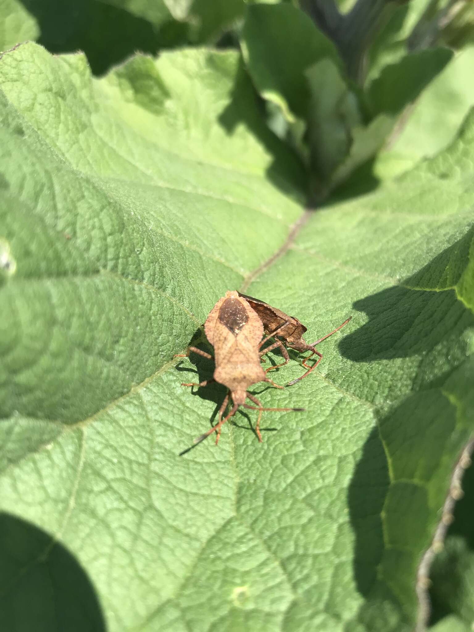 Imagem de Coreus marginatus marginatus (Linnaeus 1758)