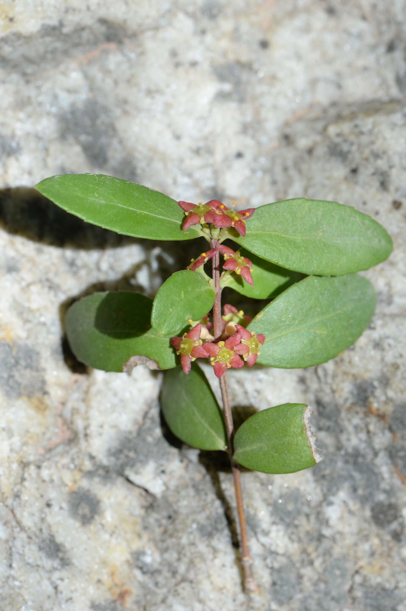 Image of Oregon boxleaf