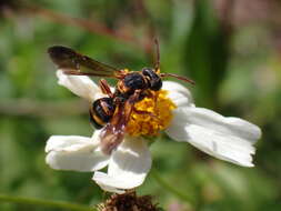 Image of Nomada fervida Smith 1854