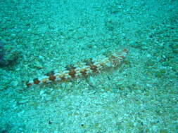 Image of Arrowtooth lizardfish