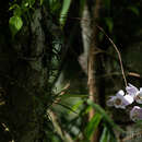 Image of Phalaenopsis sanderiana Rchb. fil.