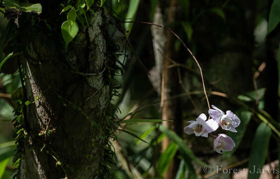 Phalaenopsis sanderiana Rchb. fil.的圖片