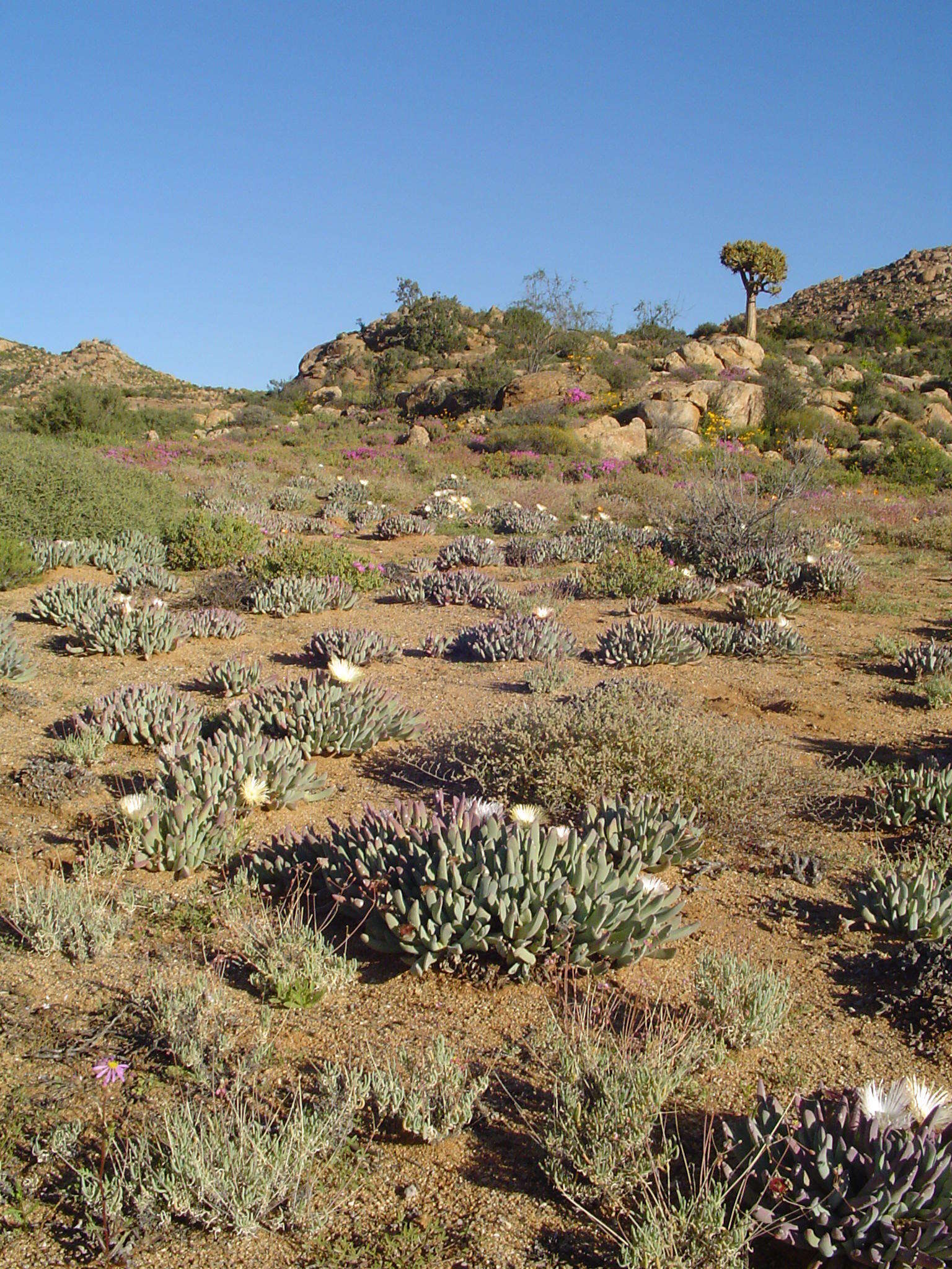 Plancia ëd Cheiridopsis denticulata (Haw.) N. E. Br.