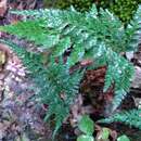 Image of Asplenium onopteris L.