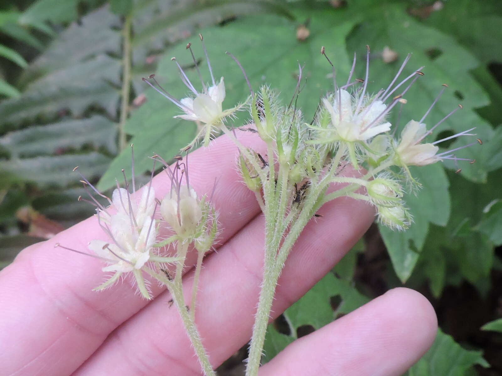 Image of Pacific waterleaf