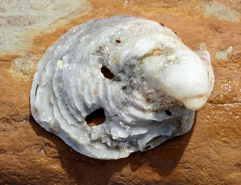 Image of scarlet thorny oyster